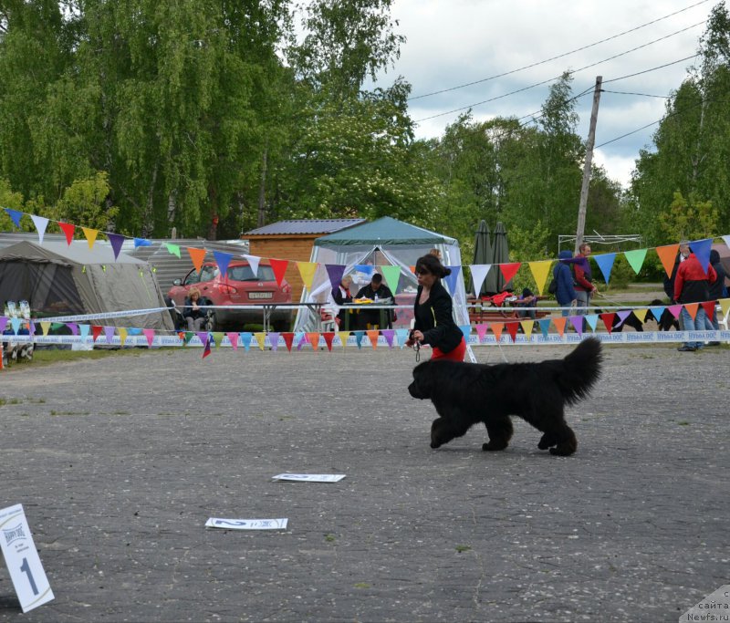 Фото: ньюфаундленд Наследник Персея Эклипс
