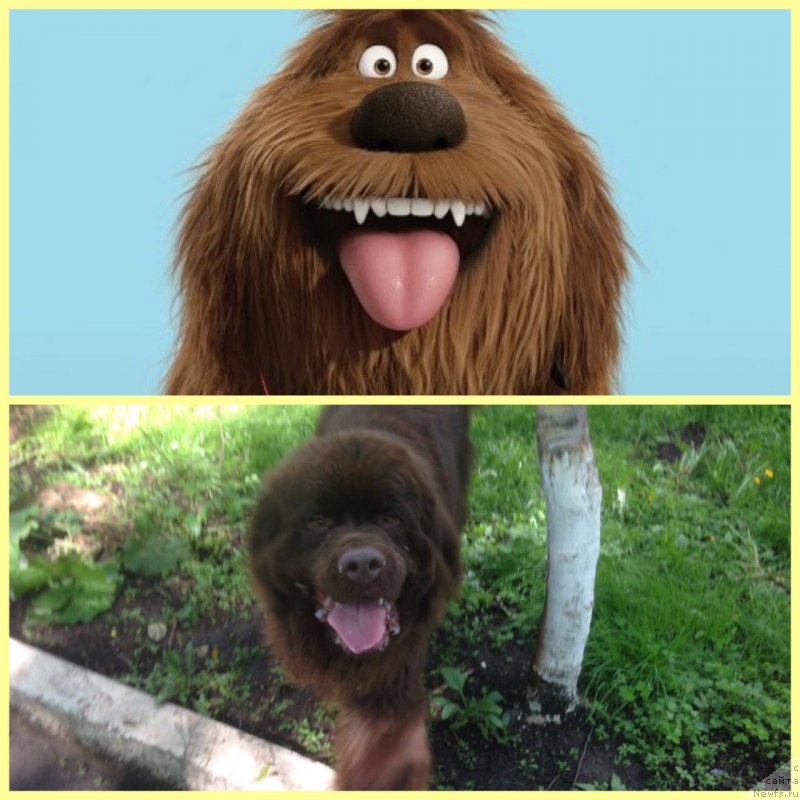 Фото: ньюфаундленд Браунблад МСК Бен-Ами Лон