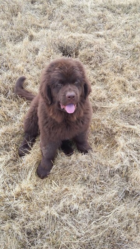 Фото: ньюфаундленд Браунблад МСК Лея Айман (Brownblood MSK Leya Aiman)