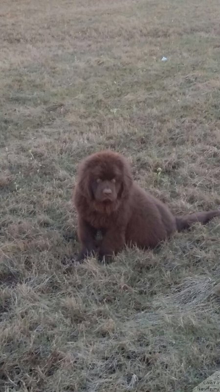 Фото: ньюфаундленд Браунблад МСК Лея Айман (Brownblood MSK Leya Aiman)