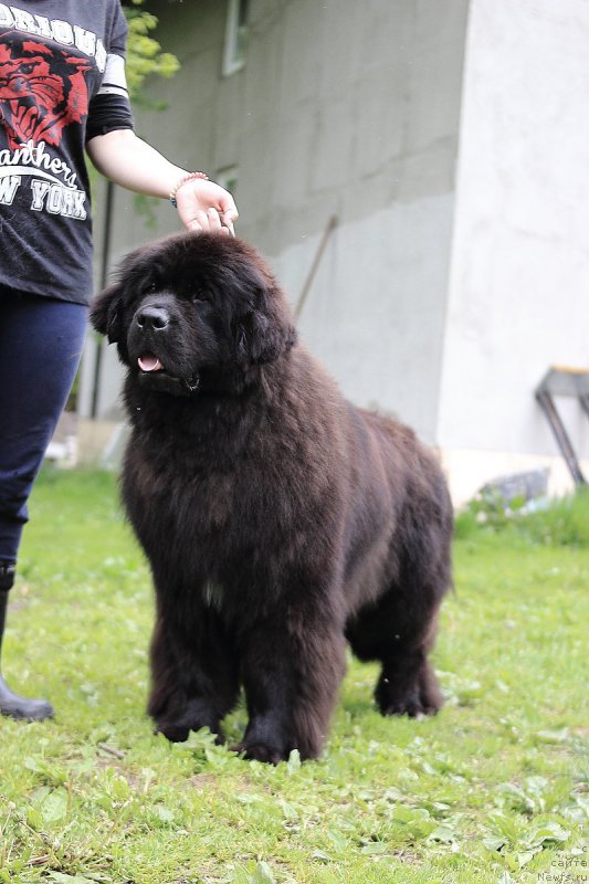 Фото: ньюфаундленд Callistos Black Tulip