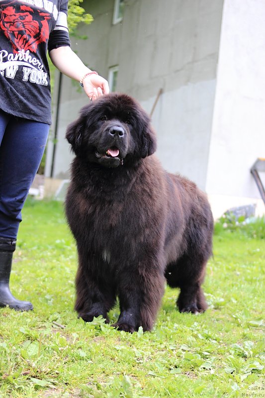 Фото: ньюфаундленд Callistos Black Tulip