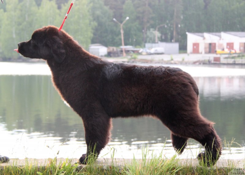 Фото: ньюфаундленд Аквиан Сонг Тесс