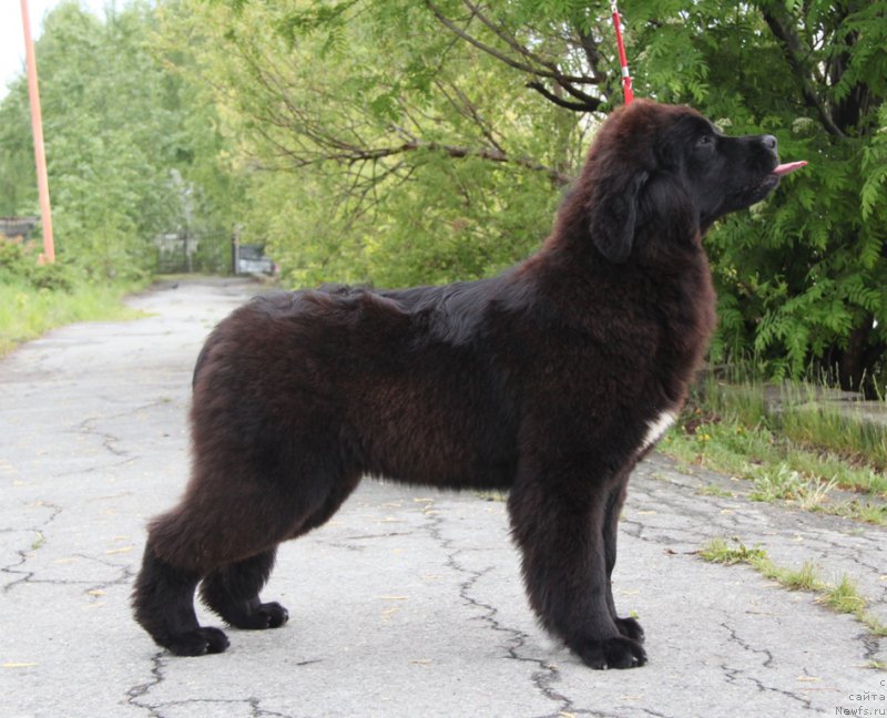 Фото: ньюфаундленд Аквиан Сонг Тесс