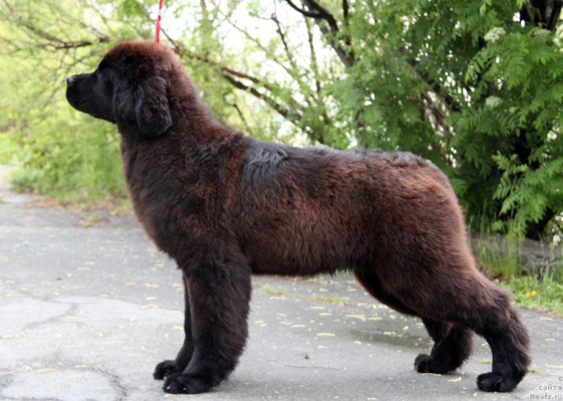 Фото: ньюфаундленд Аквиан Сонг Торнадо