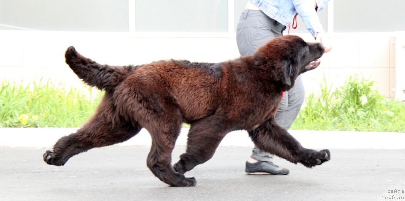 Фото: ньюфаундленд Аквиан Сонг Торнадо