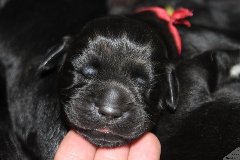 Фото: ньюфаундленд Гранд Бэби Ариадна