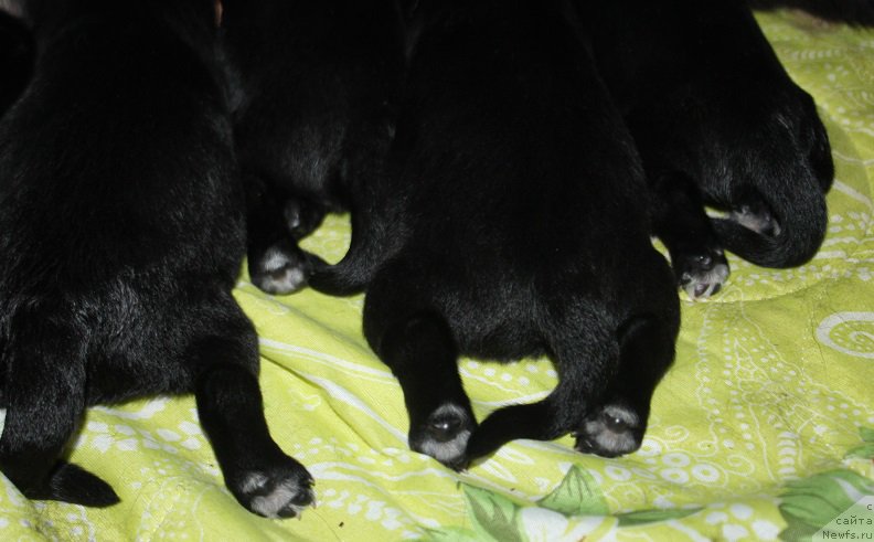 Фото: ньюфаундленд Гранд Бэби Ариадна