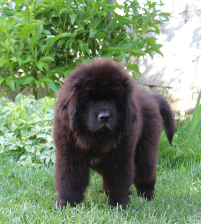 Фото: ньюфаундленд Hammer Sozvezdie Istini