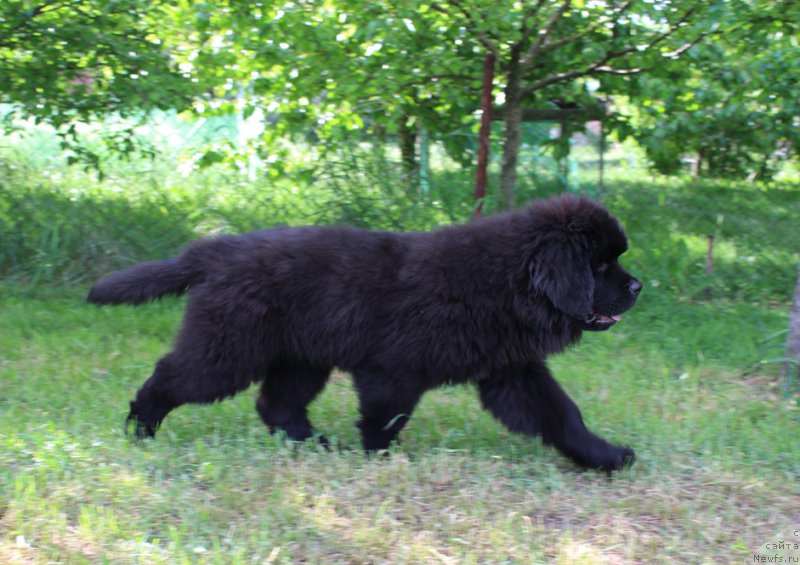 Фото: Hammer Sozvezdie Istini