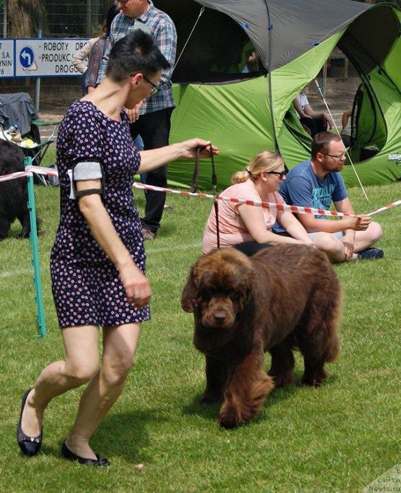 Фото: ньюфаундленд Браунблад МСК Армата Лойар Аид (Brownblood MSK Armata Loyar Aid)