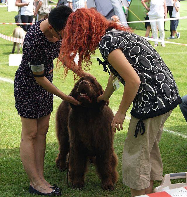 Фото: ньюфаундленд Браунблад МСК Армата Лойар Аид (Brownblood MSK Armata Loyar Aid)