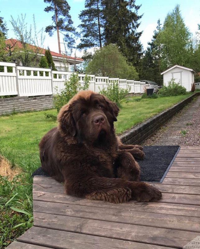 Фото: ньюфаундленд Браунблад МСК Альфа-Ромео Голд Бадди (Brownblood MSK Alfa-Romeo Gold Baddy)