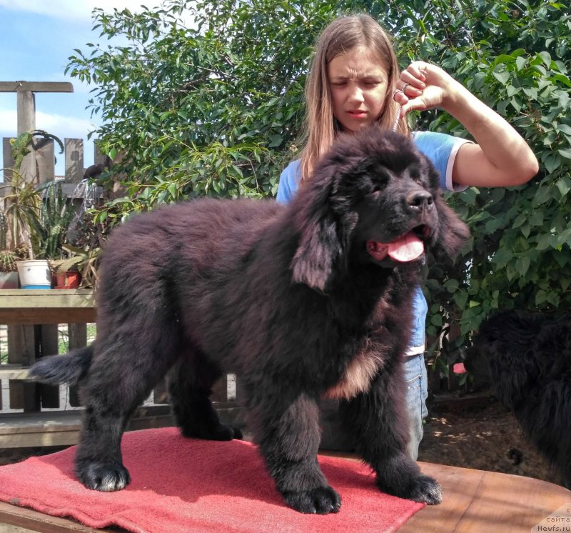 Фото: ньюфаундленд Velyke Malyatko Kalyna Bilotsvitna