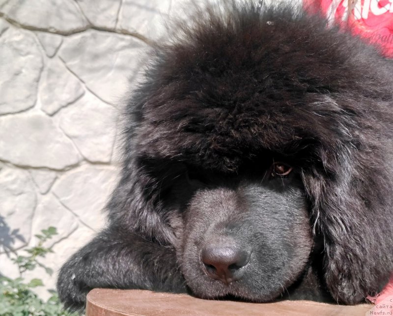 Фото: ньюфаундленд Velyke Malyatko Koval' Charivnyk