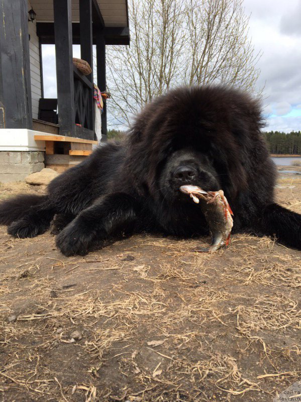 Фото: ньюфаундленд Альфа Дар Окса Дороже Денег