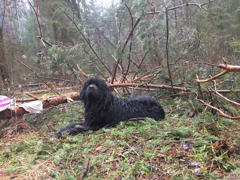 Фотография № 225867