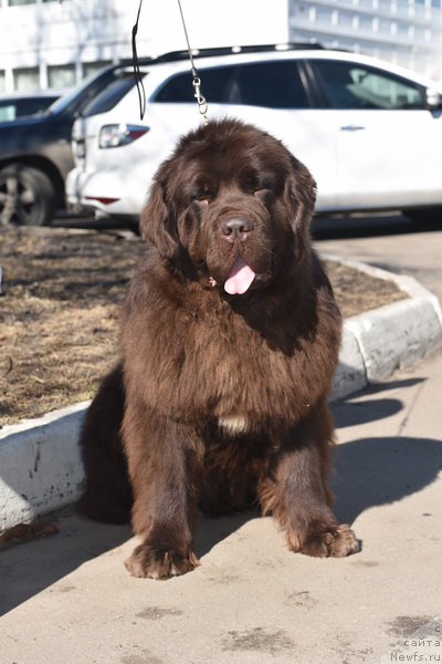 Фото: ньюфаундленд Newfashion The Crowd Goes Wild