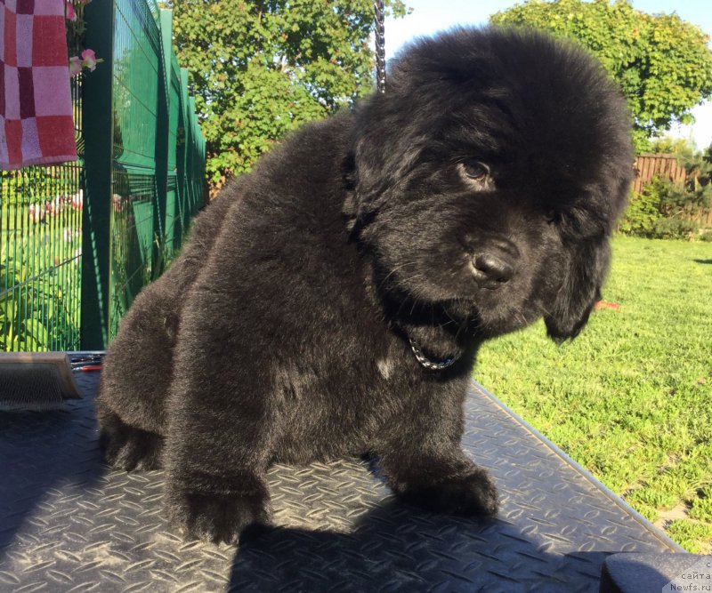 Фото: ньюфаундленд Стеалбеарс Аквамарин (Stealbears Aquamarine)