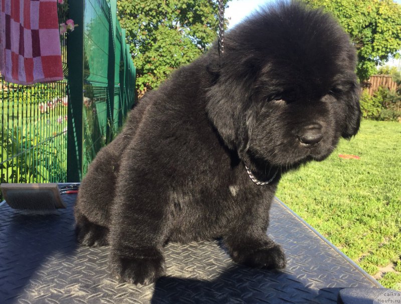 Фото: ньюфаундленд Стеалбеарс Аквамарин (Stealbears Aquamarine)