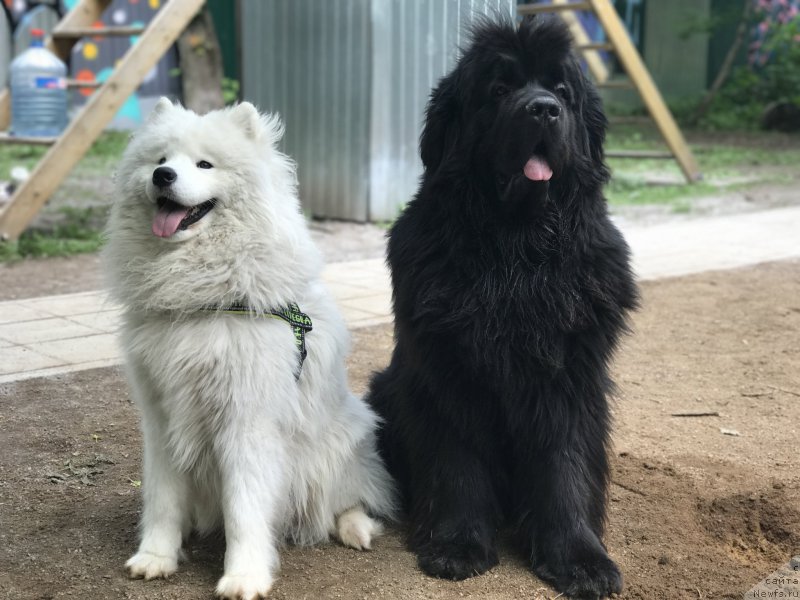 Фото: ньюфаундленд Их Высочество Бишоп Карл (Ih Visochestvo Bishop Karl)