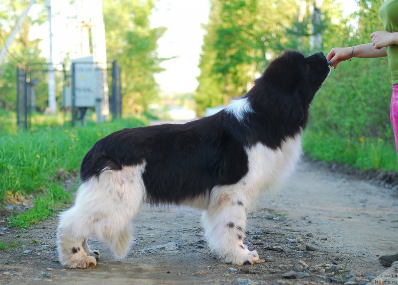 Фотография № 225902