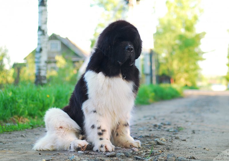 Фотография № 225903