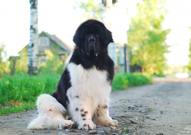 Фотография № 225904