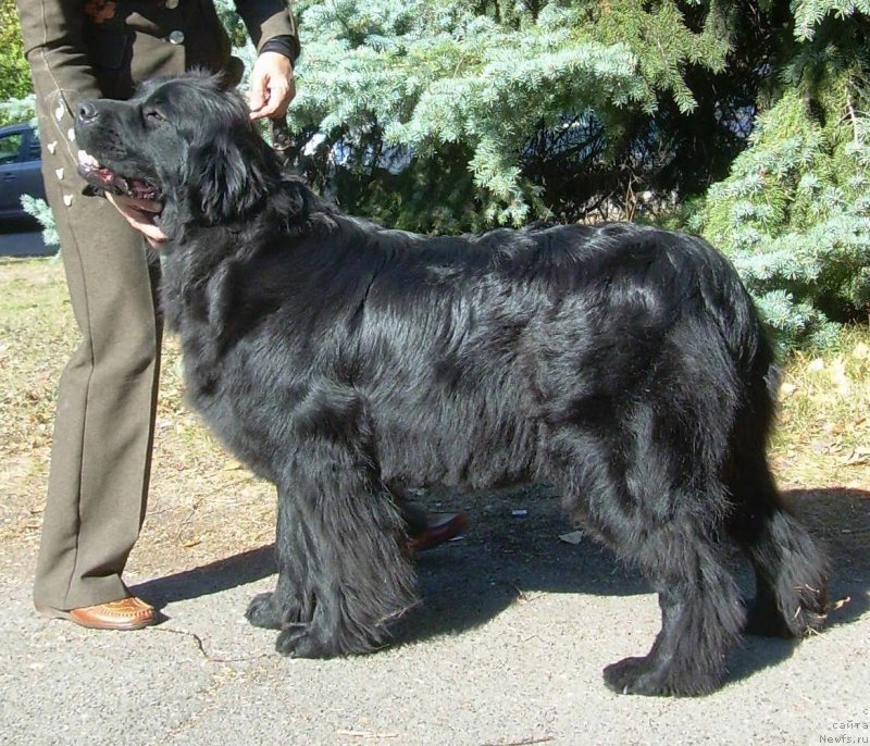 Фото: ньюфаундленд Velyke Malyatko Velykolepna Soloha