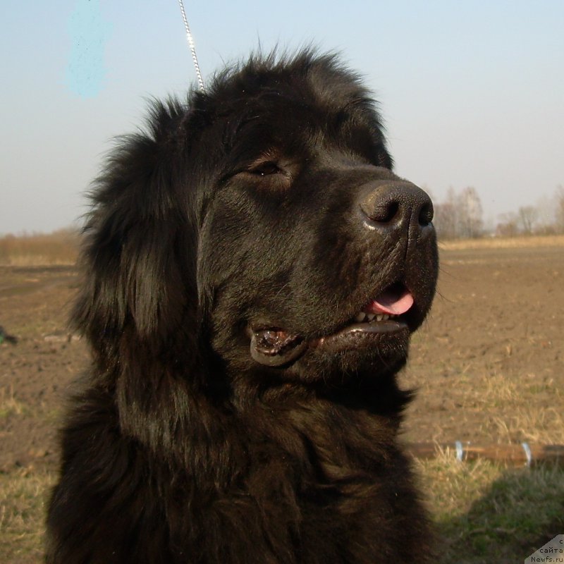 Фото: ньюфаундленд Velyke Malyatko Velykolepna Soloha