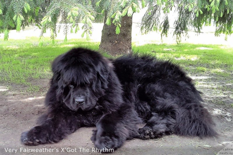 Фото: ньюфаундленд Very Fairweathers X'Got The Rhythm
