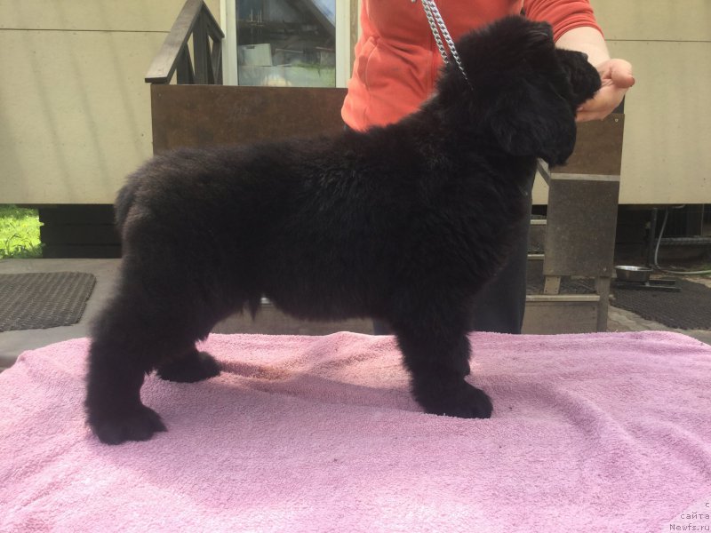 Фото: ньюфаундленд Стеалбеарс Аквамарин (Stealbears Aquamarine)