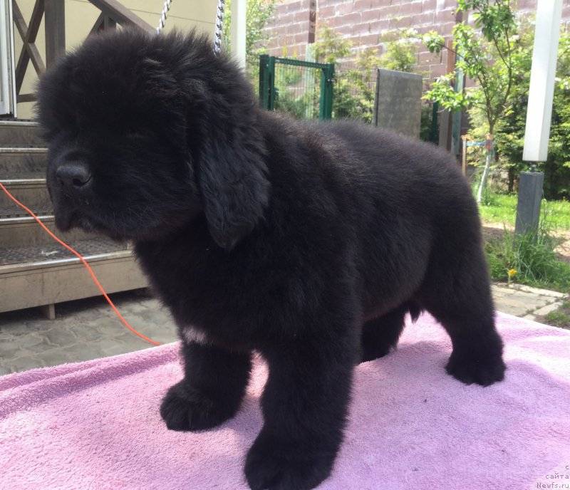 Фото: ньюфаундленд Стеалбеарс Альбакьяра (Stealbears Albachiara)