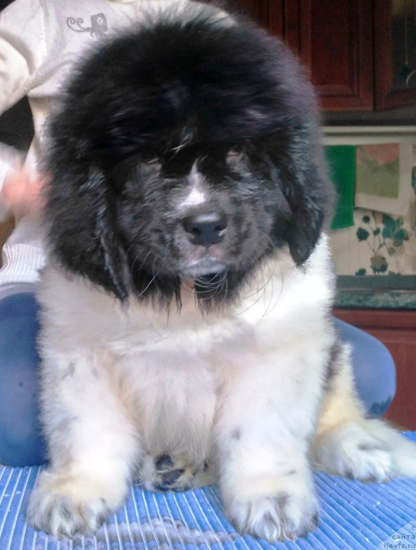 Фото: ньюфаундленд Velyke Malyatko Ity Do Peremogy