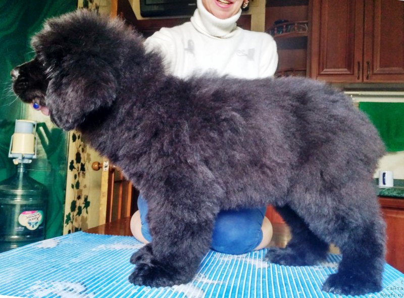 Фото: ньюфаундленд Velyke Malyatko Imla Roztane