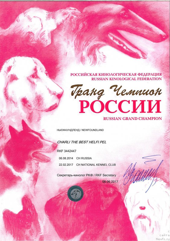 Фото: ньюфаундленд Чарли Де Бест Хелфи Пэл (Charli The Best Helfi Pel)