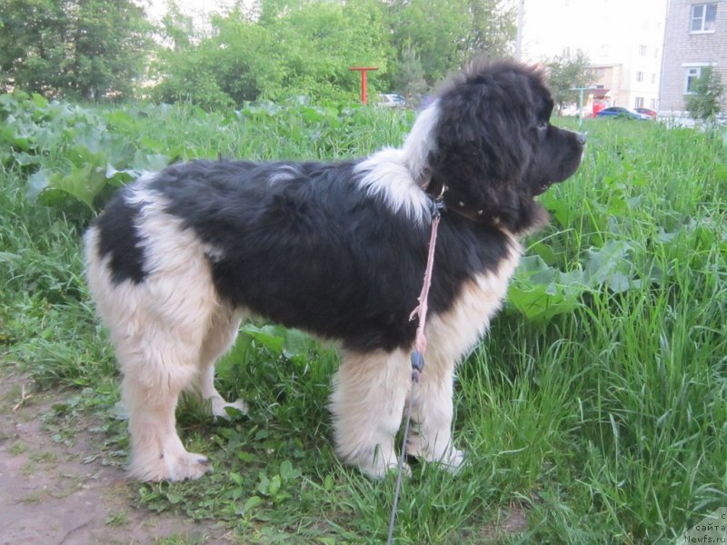 Фотография № 225923