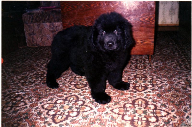 Фотография № 225924