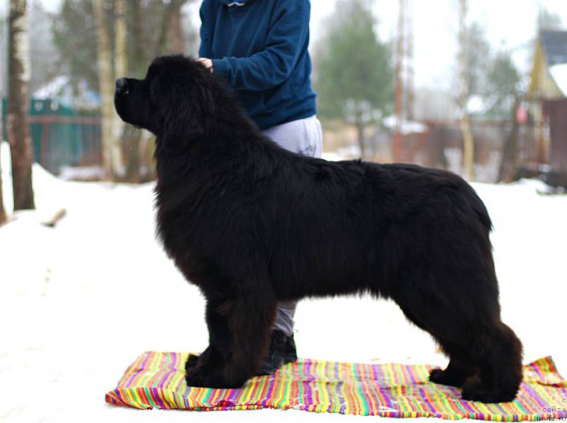 Фотография № 225926