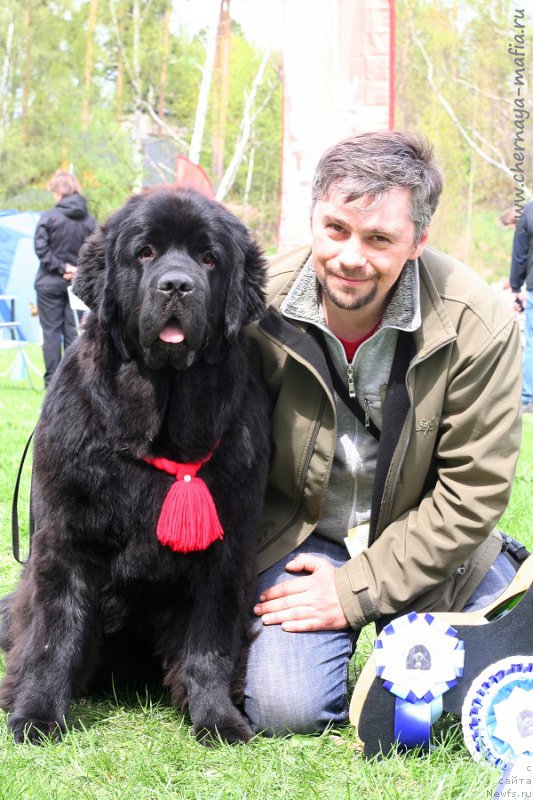 Фото: ньюфаундленд Черная Мафия Бекаусе И Ам Вортх Ит (Chernaya Mafia Because I Am Worth It)