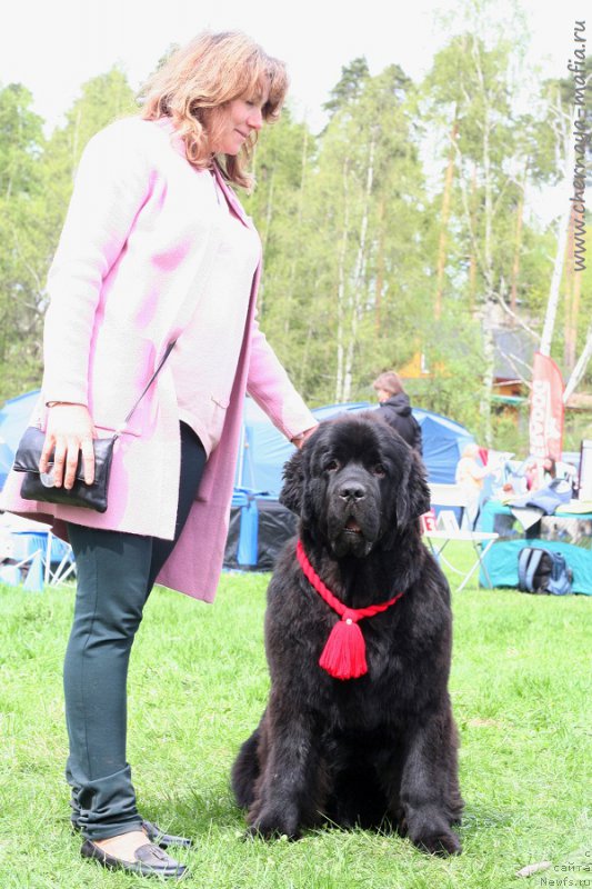 Фото: ньюфаундленд Черная Мафия Бекаусе И Ам Вортх Ит (Chernaya Mafia Because I Am Worth It)