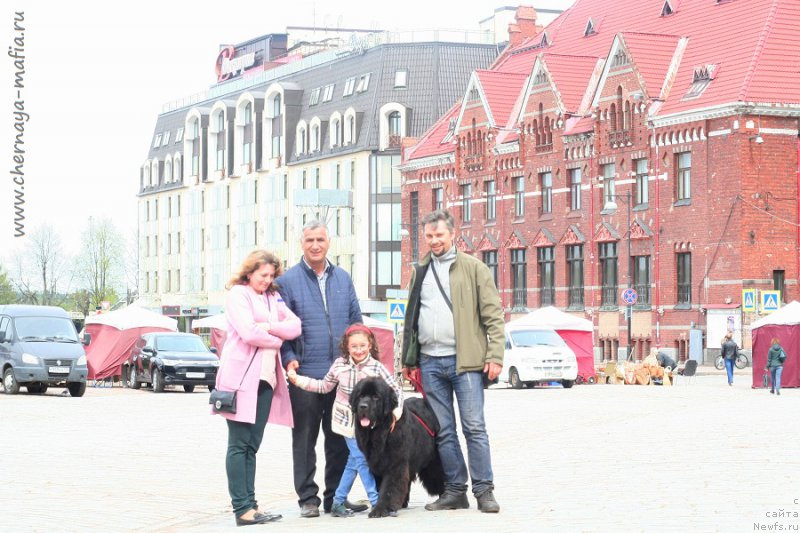 Фото: ньюфаундленд Черная Мафия Бекаусе И Ам Вортх Ит (Chernaya Mafia Because I Am Worth It)