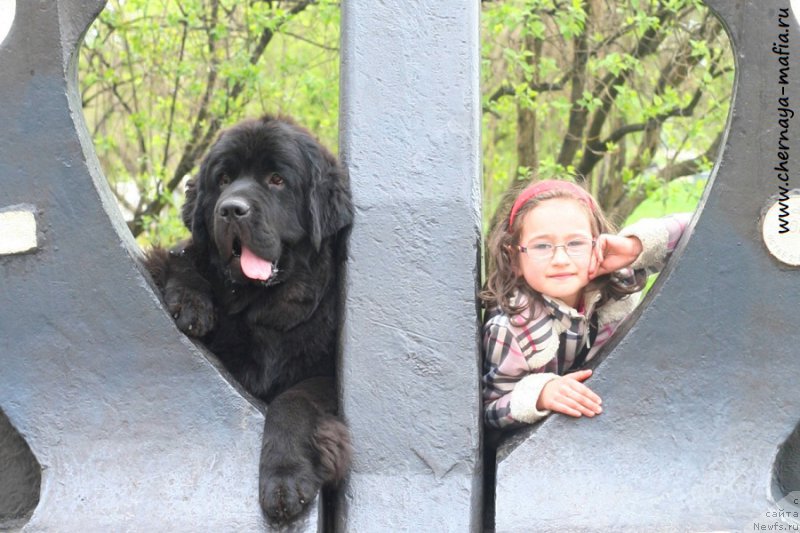 Фото: ньюфаундленд Черная Мафия Бекаусе И Ам Вортх Ит (Chernaya Mafia Because I Am Worth It)