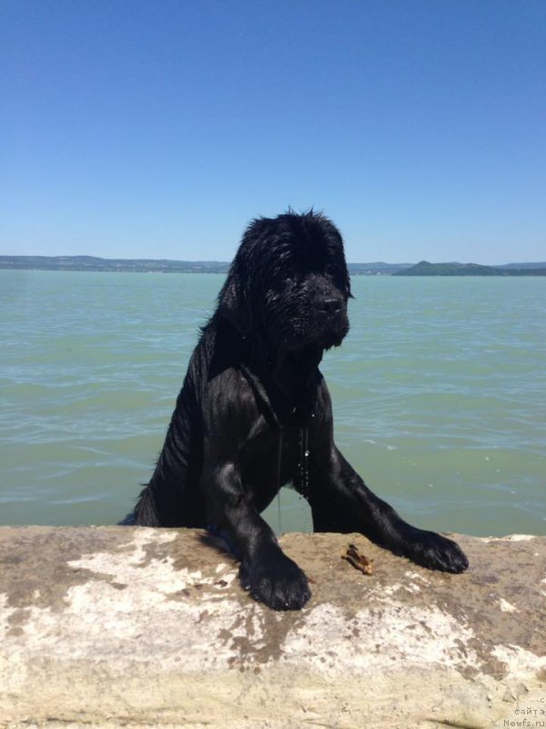 Фото: ньюфаундленд Ньюфорт Инстинкт Виннер Кнайт Итус