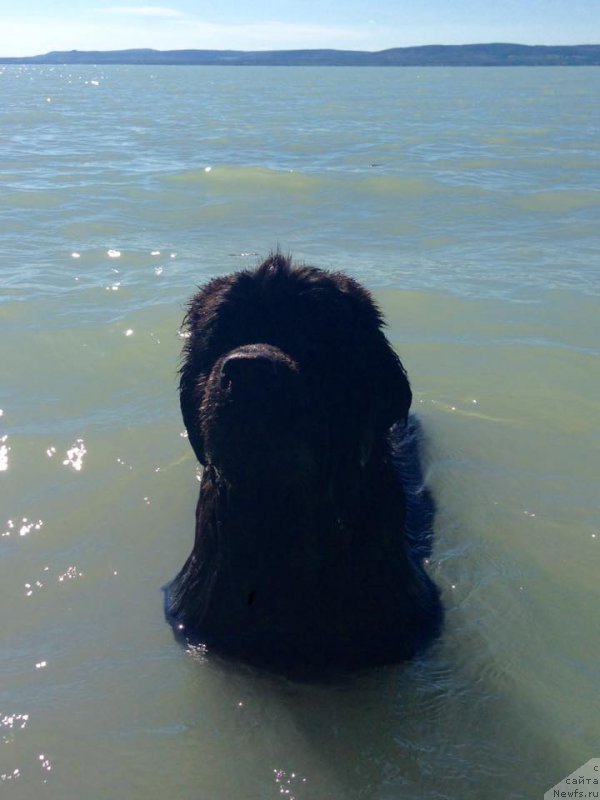 Фото: ньюфаундленд Ньюфорт Инстинкт Виннер Кнайт Итус