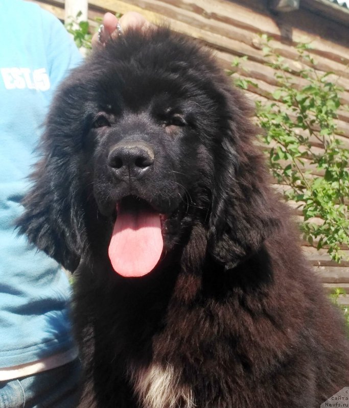 Фото: ньюфаундленд Velyke Malyatko Kyjivs'ka Knyazivna