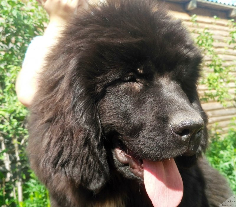 Фото: ньюфаундленд Velyke Malyatko Kyjivs'ka Knyazivna