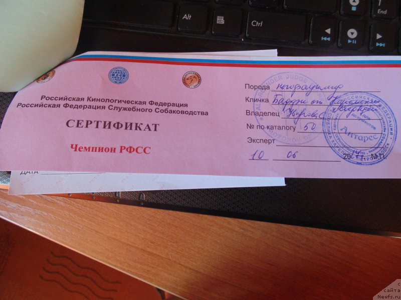 Фото: ньюфаундленд Баффи от Карельских Медведей