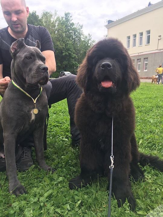 Фото: ньюфаундленд Браунблад MCК Лави Нэман (Brownblood MSK Lavy Neman)