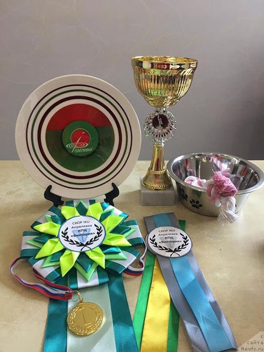 Фото: ньюфаундленд Браунблад MCК Лави Нэман (Brownblood MSK Lavy Neman)